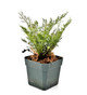 Asplenium theciferum cf
