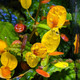 Begonia 'Buttercup'