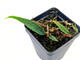 Microgramma lycopodioides
