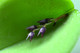 Pleurothallis prolifera (Acianthera prolifera)