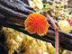 Lepanthes telipogoniflora flower