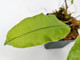 Oleandra sp.