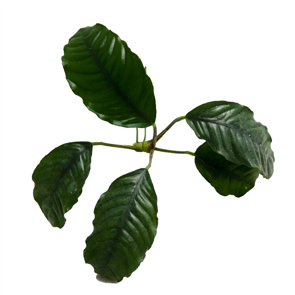 Anubias coffeefolia