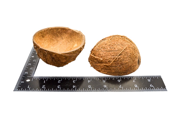 1/2 Coconut Shell