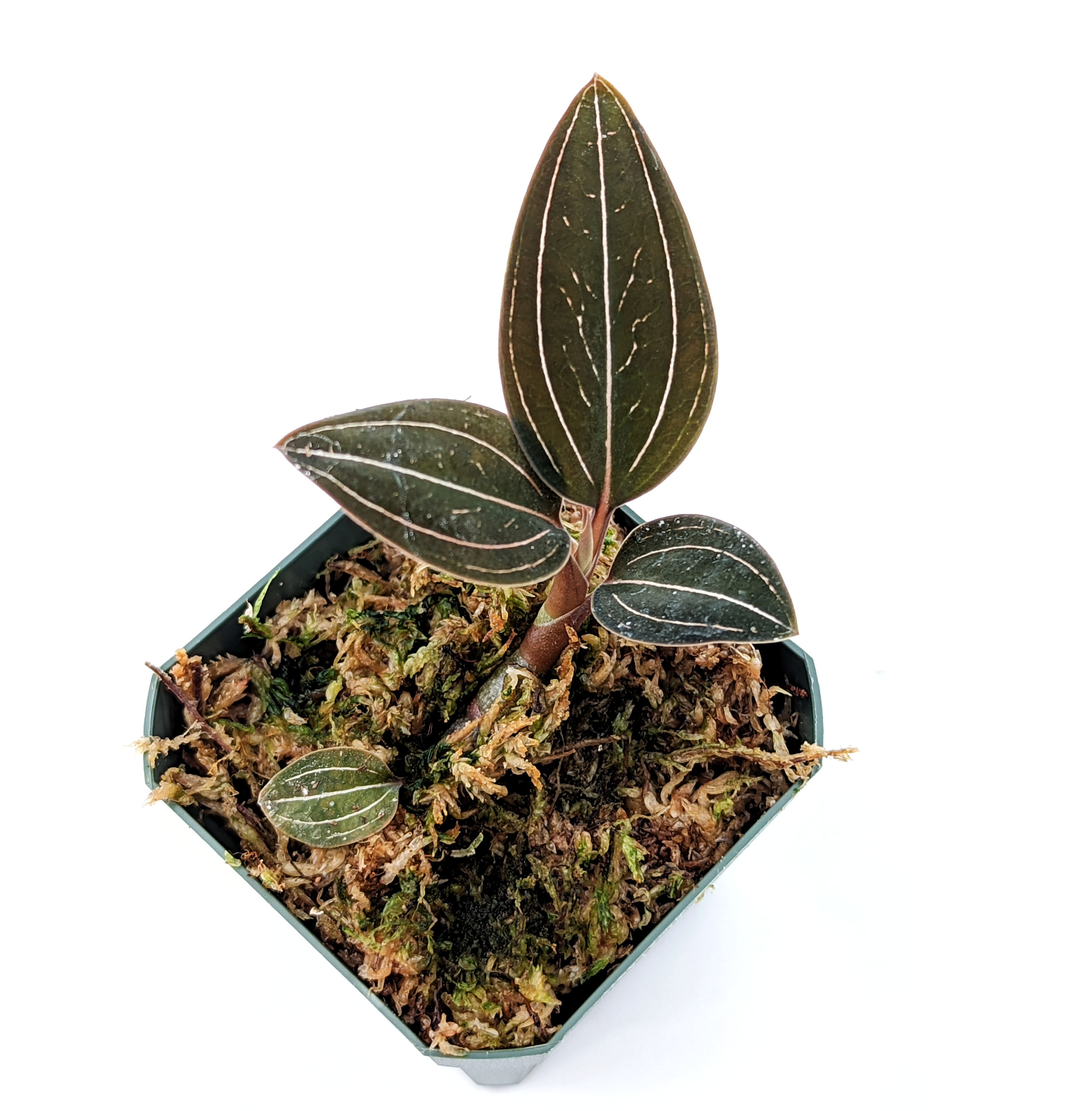 Ludisia discolor - GLASS BOX TROPICALS