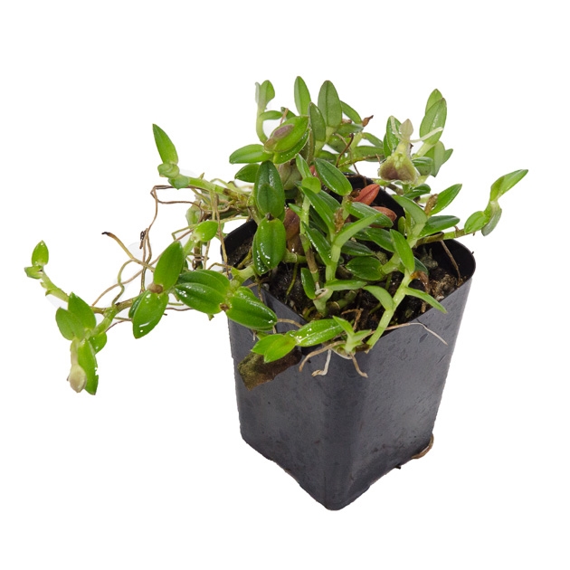thumbnail image 2 of Epidendrum Porpax Orchid - Super Easy To Grow, Unique Collector’s Plant, Perfect Indoors Or Outdoors 2 of 5
