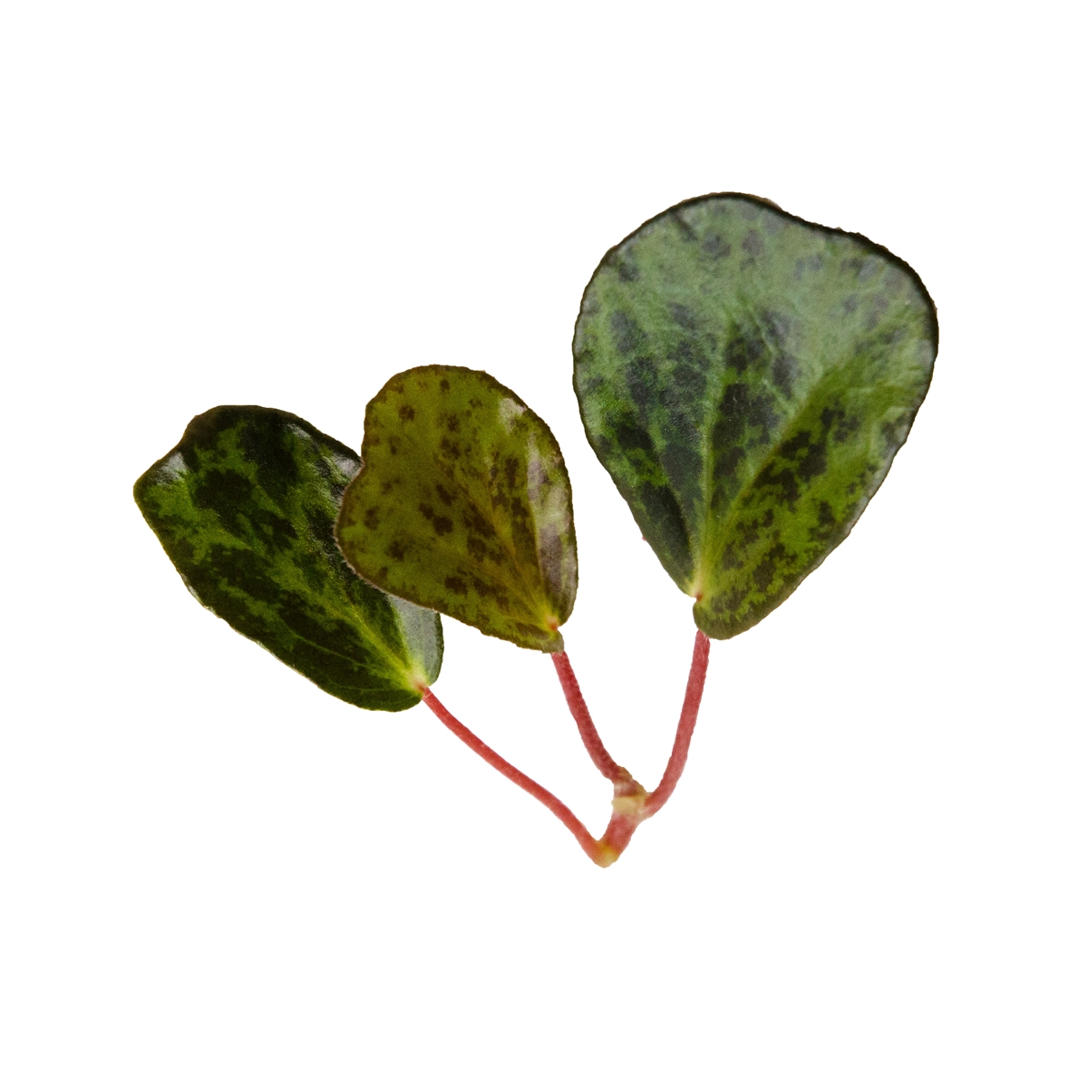 Begonia blancii Mottled - GLASS BOX TROPICALS