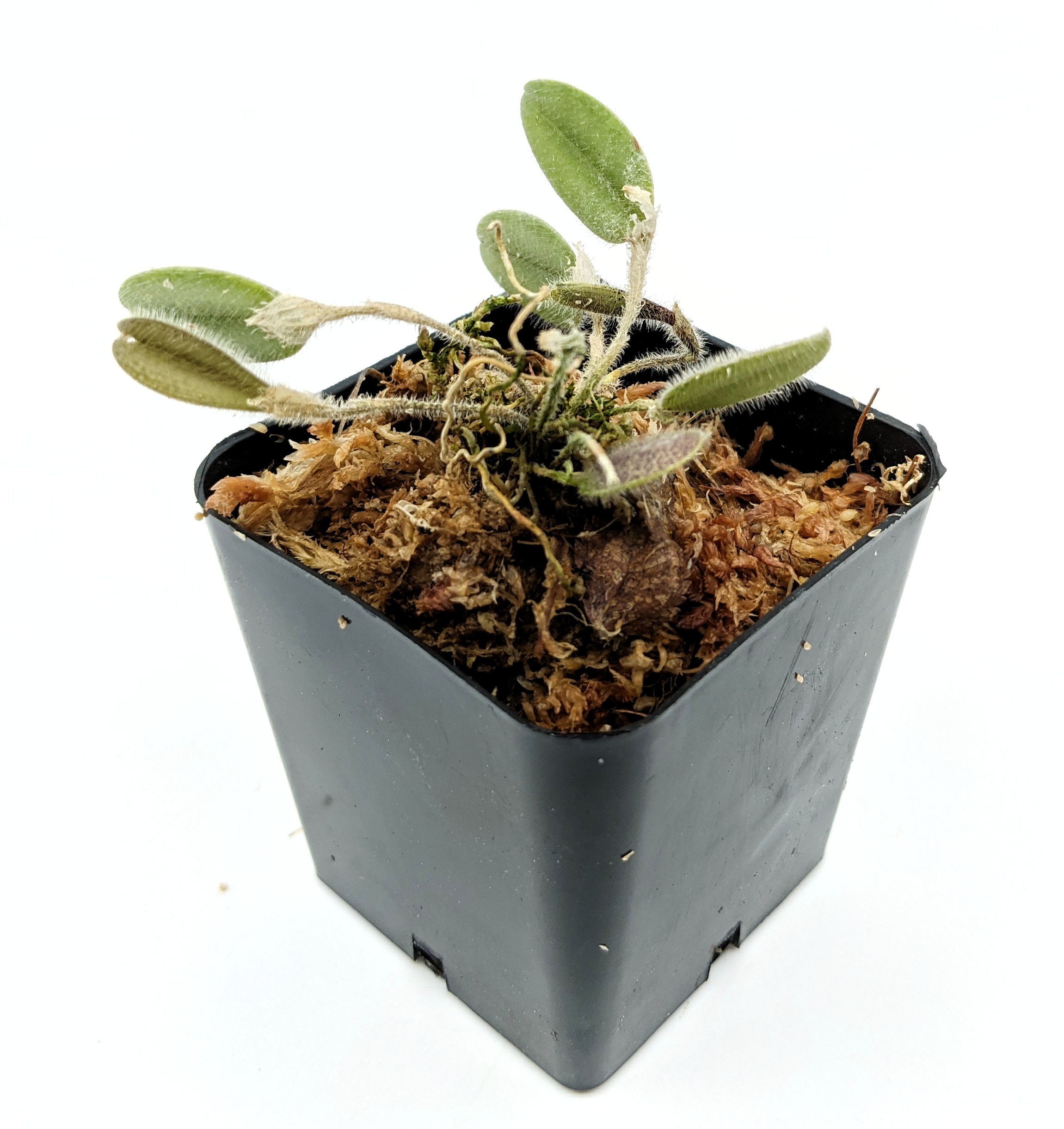 E.uhlii spp.coelestis 3 ウーリー コエレスティス PXL_20210819_151803923-