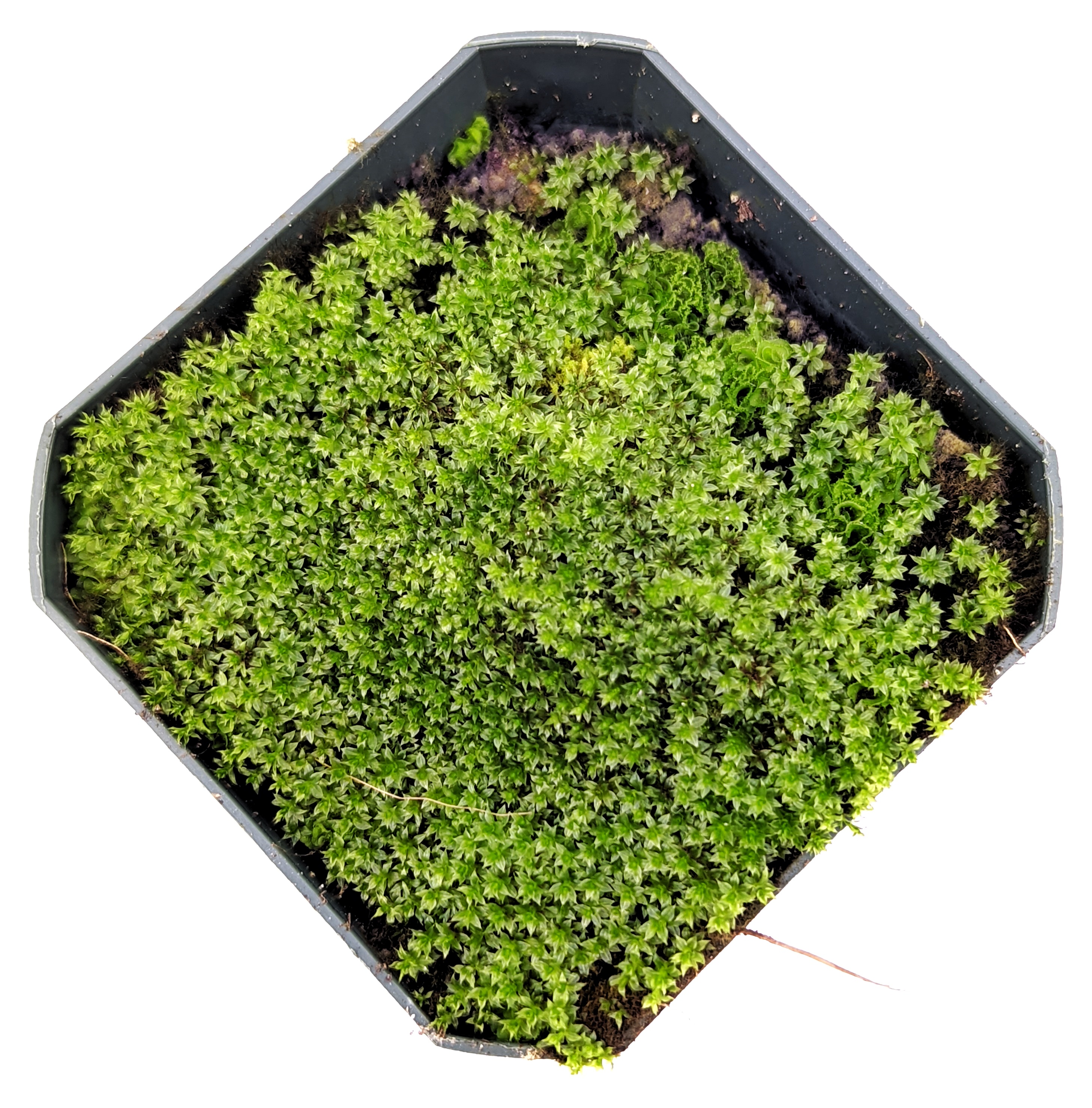 Living Star Moss Clump (Tortula Ruralis) ~ Terrarium & Fairy