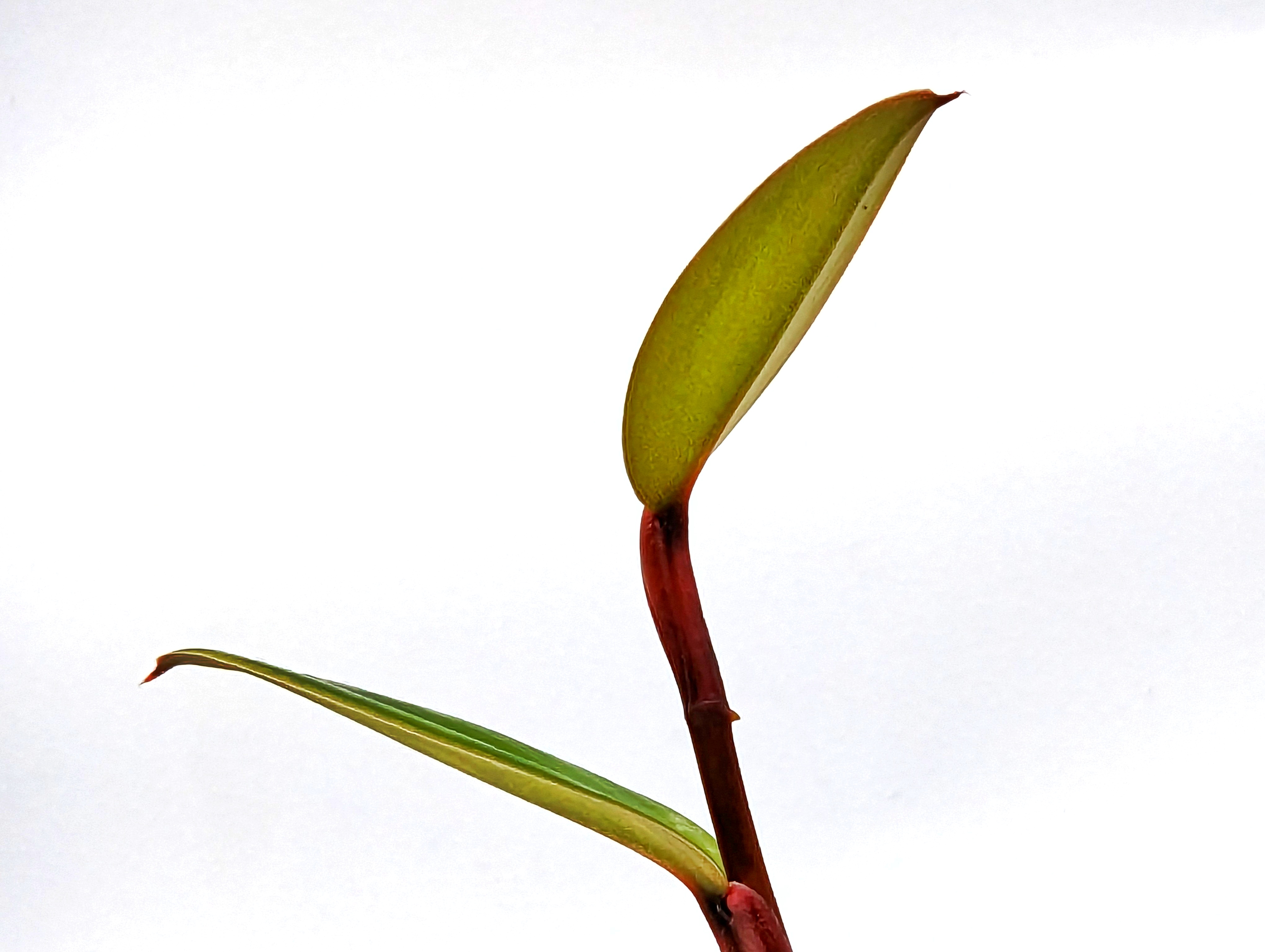 Philodendron pierrelianum 'Darkside'