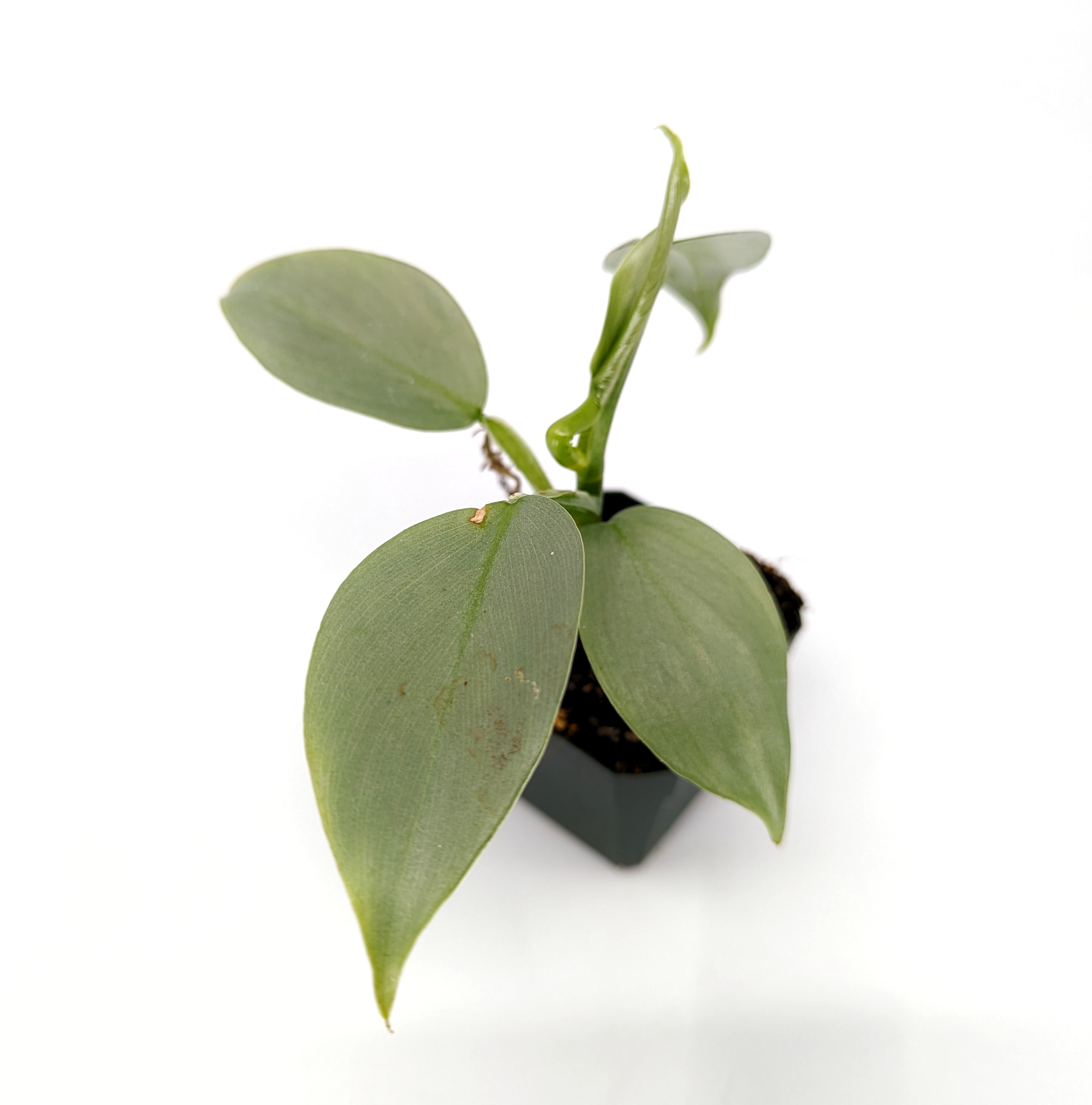 Philodendron hastatum