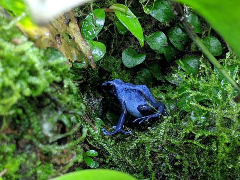 Moss Terrarium - Dart Frogs 