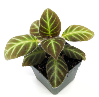 Gloxinella lindeniana - GLASS BOX TROPICALS