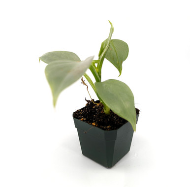 Philodendron hastatum
