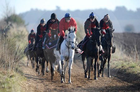 17423691Grand National Favourite Silver By Nature. The Horse Is being