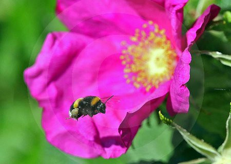 Rose extract powder Rose extract powder