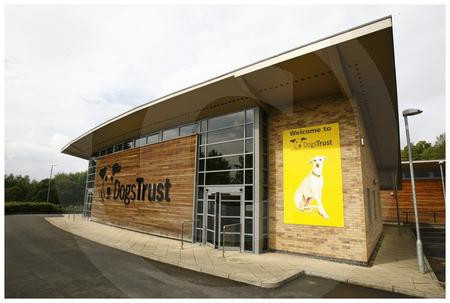 18325485-Pictures Martin Shields Herald and Times Dogs