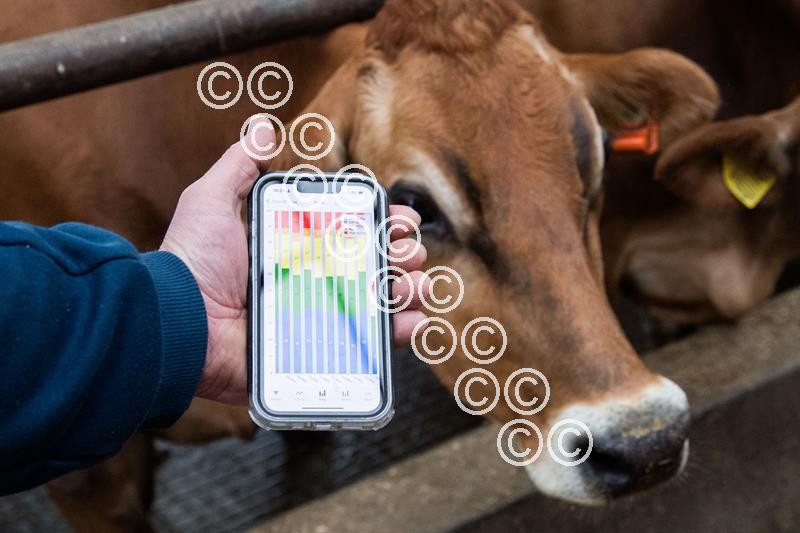 39896352-Cows are monitor through the CowManager Ear Sensor with data ...