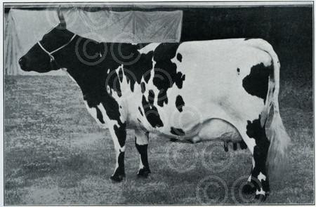 Patsy The Cow 25011932-The Ayrshire cow, Mid Ascog Black Patsy is rumoured to be the ...