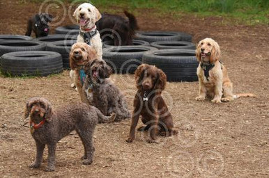 39435249-Some of the dogs at the successful Tom and Toto Doggy Daycare ...