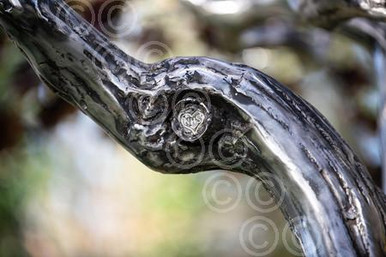 39377287-Mark Reed s Tree of Life sculpture with NHS engraving ...
