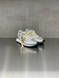 Golden Goose - Marathon donna con tomaia in nylon argento e stella oro