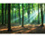 Morning Sun in Beautiful Green Forest Wall Mural, image 2, World Maps Online