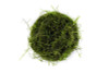 Java Moss