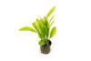Echinodorus Amazonicus *PLEASE CONTACT FOR AVAILABILITY BEFORE ORDERING