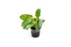 Echinodorus Ozelot Red *PLEASE CONTACT FOR AVAILABILITY BEFORE ORDERING