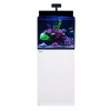 33 Gallon LIVE CORALS REEF WITH FISH Aquarium Complete Set Up (LOCAL ONLY, NO OUT OF STATE*)