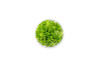 Pogostemon Helferi Downoi Tissue Culture