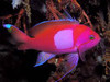 + Square (Pink) Anthias: Male