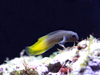 + Flametail Blenny *PLEASE CONTACT FOR AVAILABILITY BEFORE ORDERING