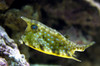 + Longhorn Cowfish *PLEASE CONTACT FOR AVAILABILITY BEFORE ORDERING