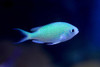 + Green Chromis