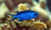 + Blue Reef Chromis