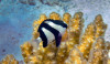 + Three Stripe Damselfish