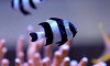 + Four Stripe Damselfish