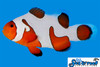 + DaVinci Ocellaris Extreme Clownfish