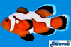 + Longfin DaVinci Extreme Clownfish