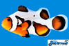 + MochaVinci Extreme Clownfish