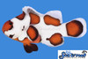 + Orange Storm Clownfish