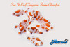 + Tangerine Storm Clownfish *PLEASE CONTACT FOR AVAILABILITY BEFORE ORDERING