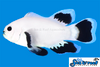 + Longfin Snow Storm Clownfish *PLEASE CONTACT FOR AVAILABILITY BEFORE ORDERING