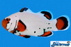 + Frostbite Clownfish *PLEASE CONTACT FOR AVAILABILITY BEFORE ORDERING