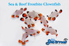 + Frostbite Clownfish *PLEASE CONTACT FOR AVAILABILITY BEFORE ORDERING