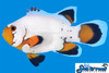 Longfin Flurry Clownfish *PLEASE CONTACT FOR AVAILABILITY BEFORE ORDERING