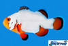 + Ultra Snowflake Clownfish *PLEASE CONTACT FOR AVAILABILITY BEFORE ORDERING