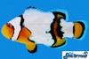 + Snow Onyx Clownfish *PLEASE CONTACT FOR AVAILABILITY BEFORE ORDERING